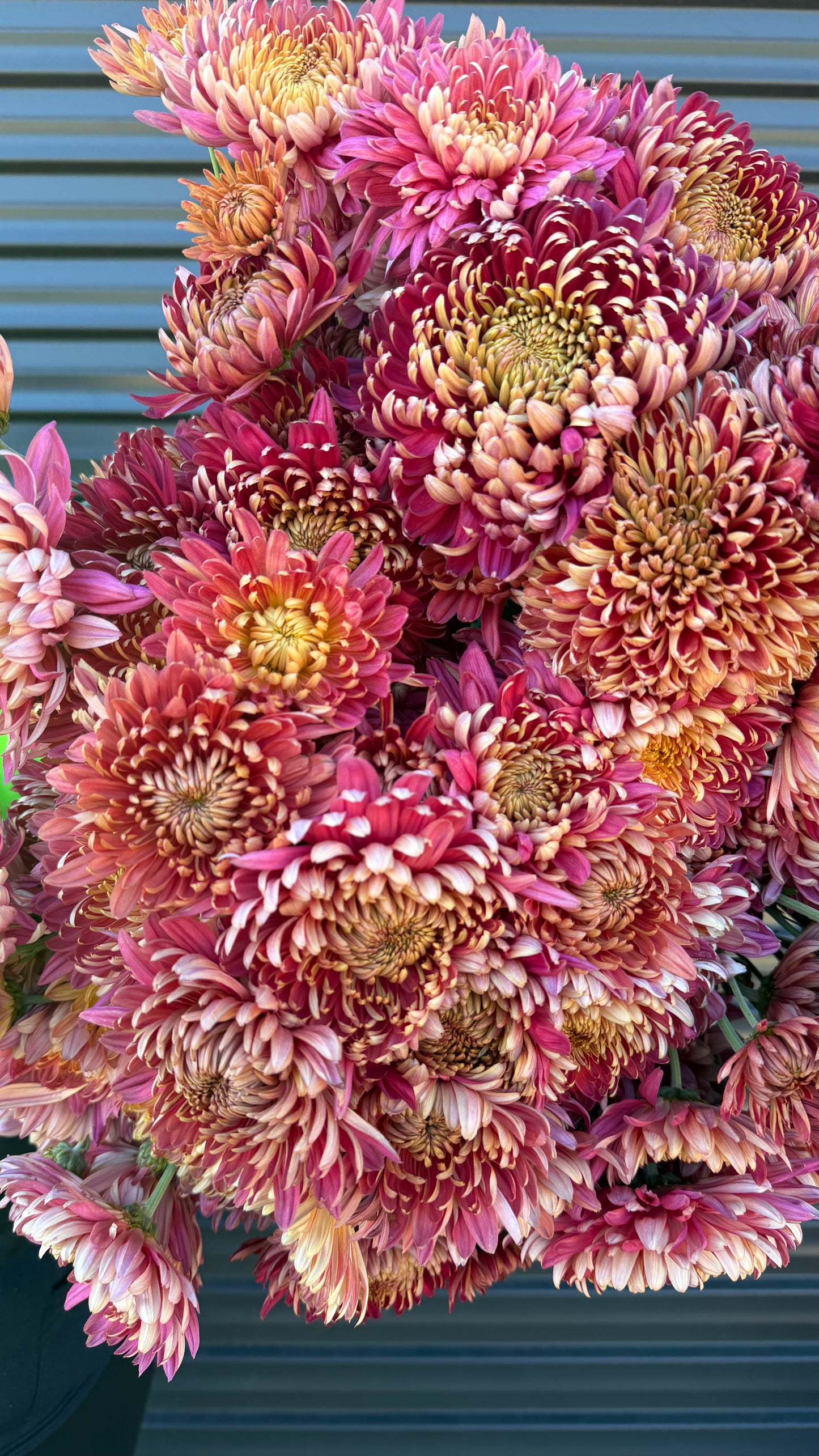 Heirloom Chrysanthemum