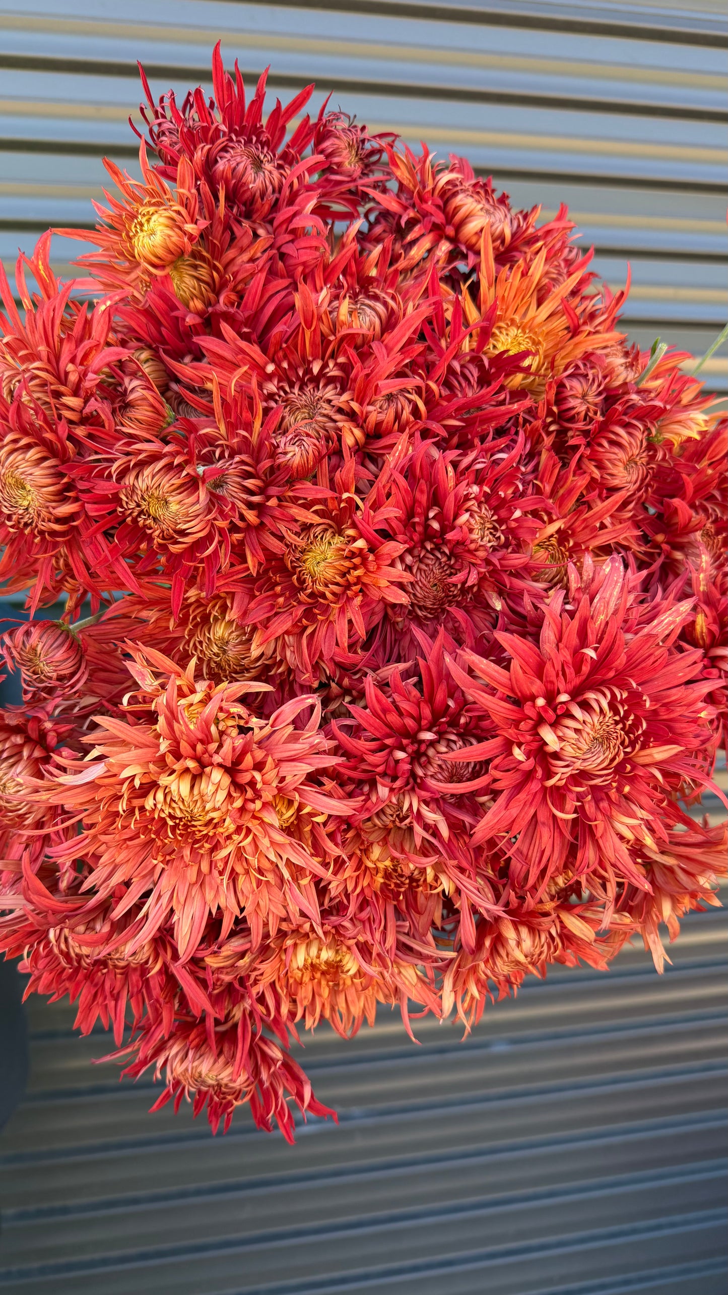 Heirloom Chrysanthemum