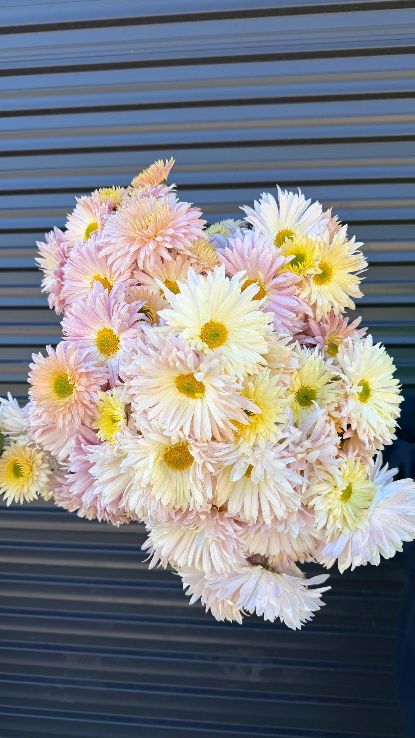 Heirloom Chrysanthemum