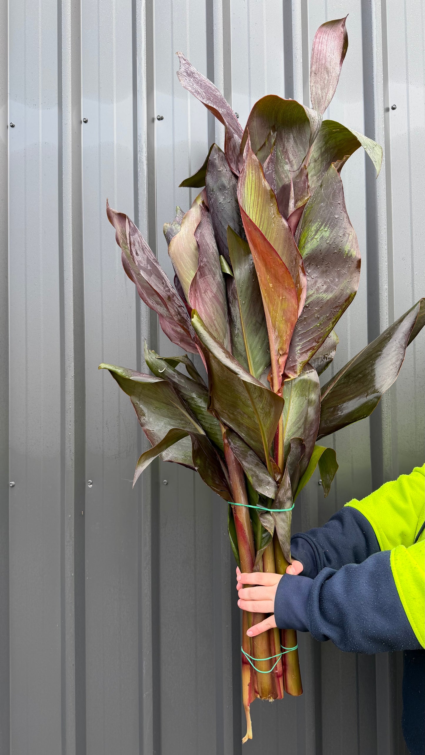 Canna Lilly