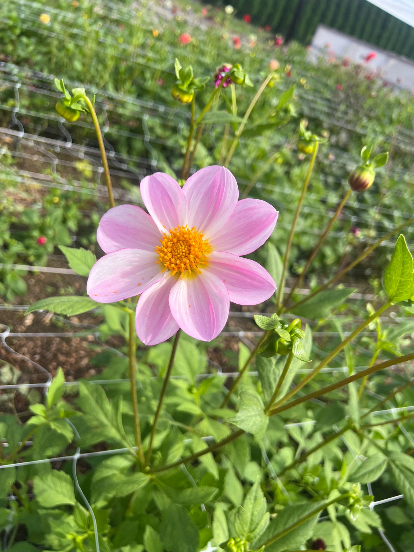 Dahlia Tubers