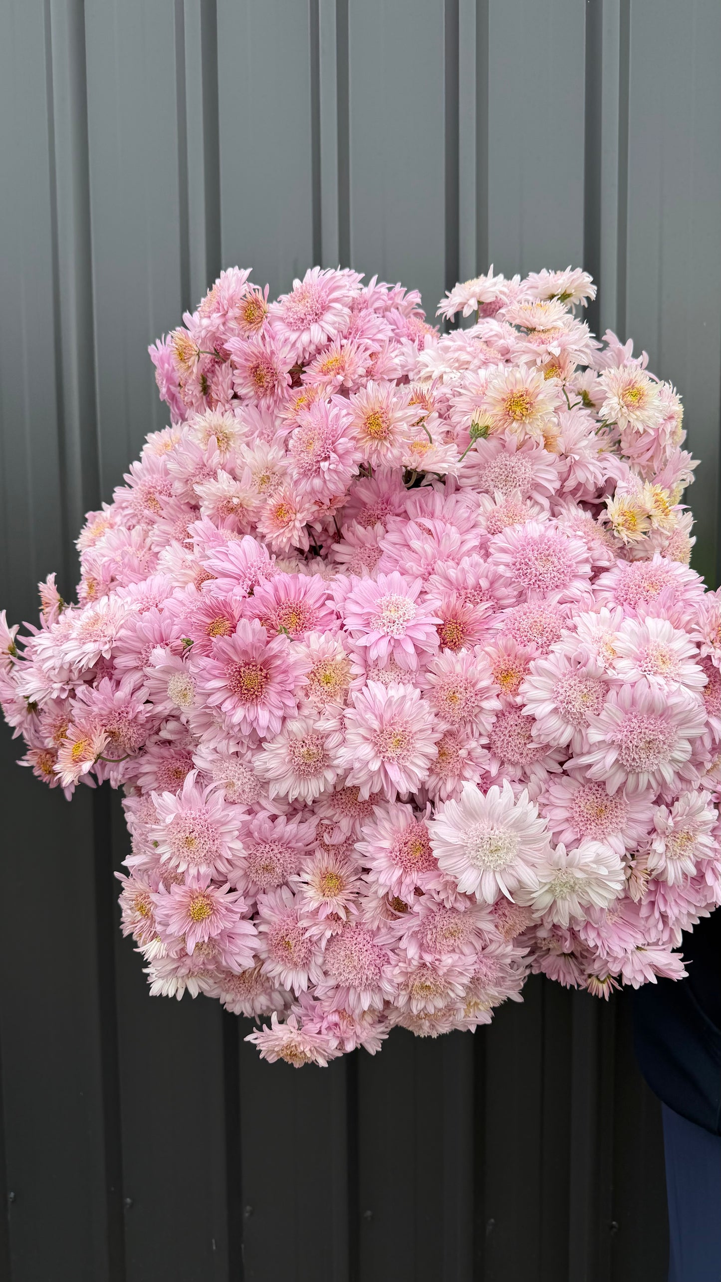 Heirloom Chrysanthemum