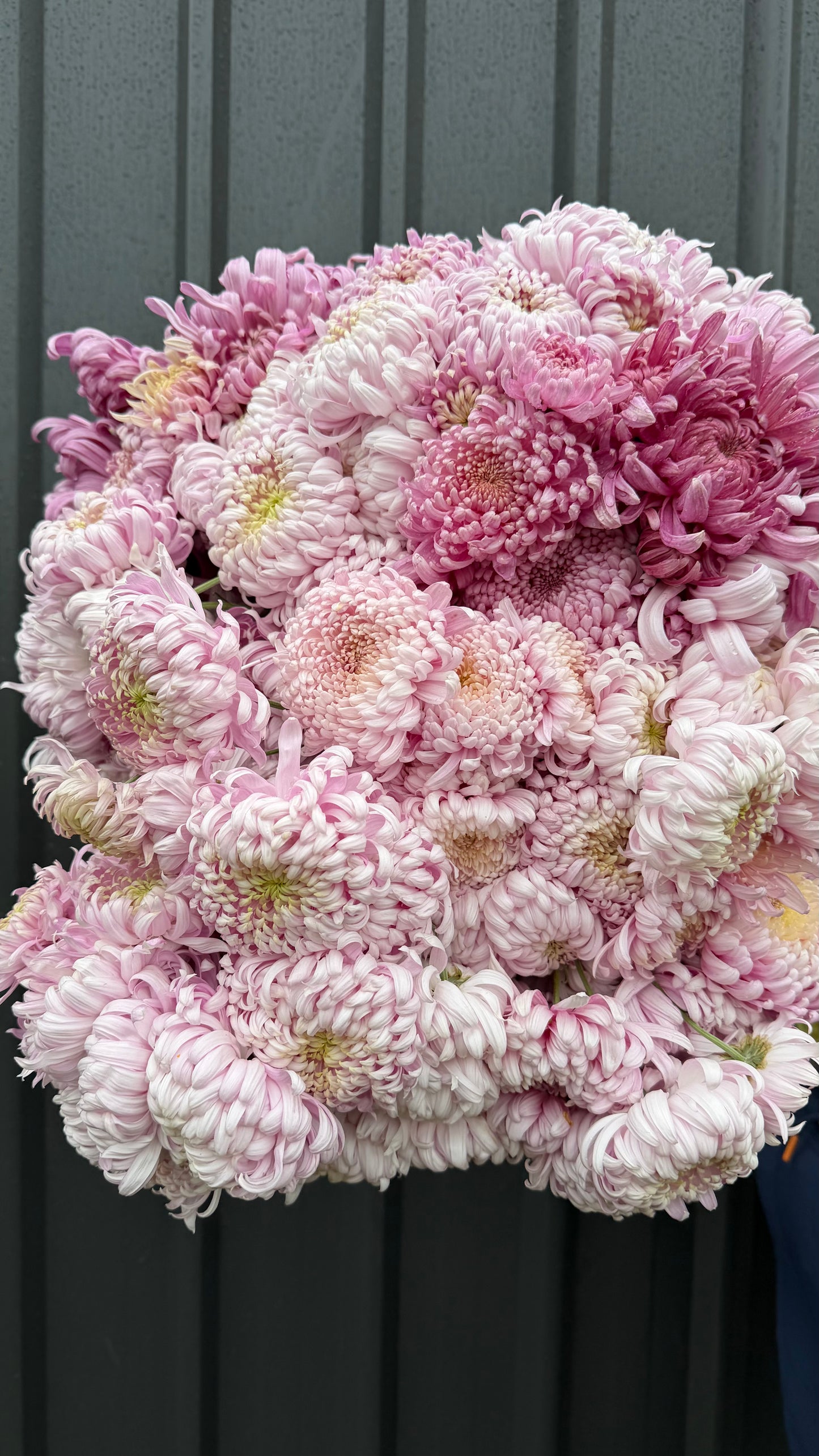 Heirloom Chrysanthemum