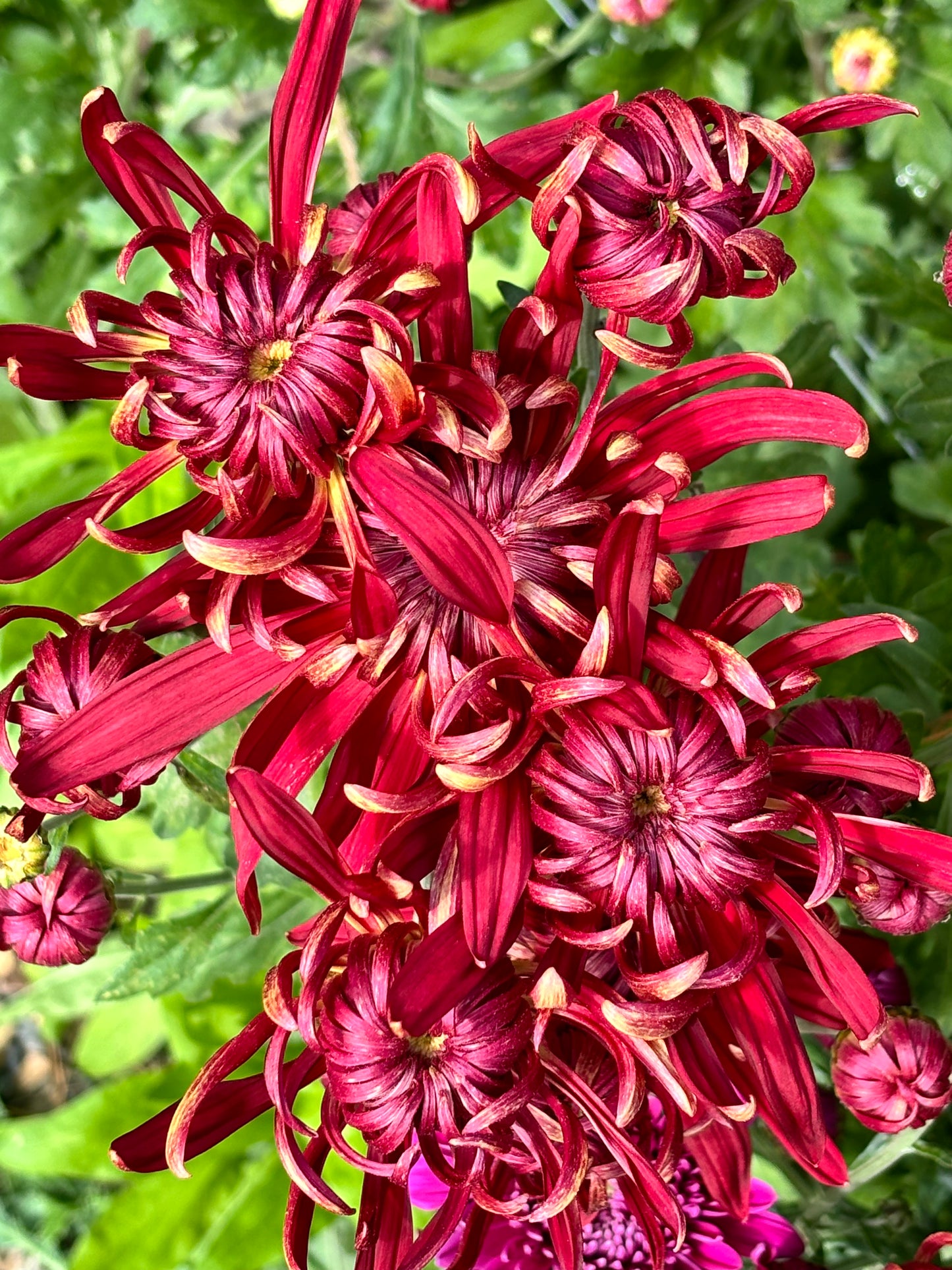 Heirloom Chrysanthememum