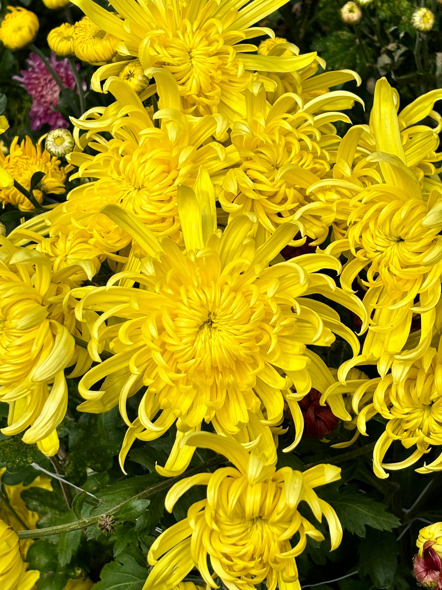 Heirloom Chrysanthememum
