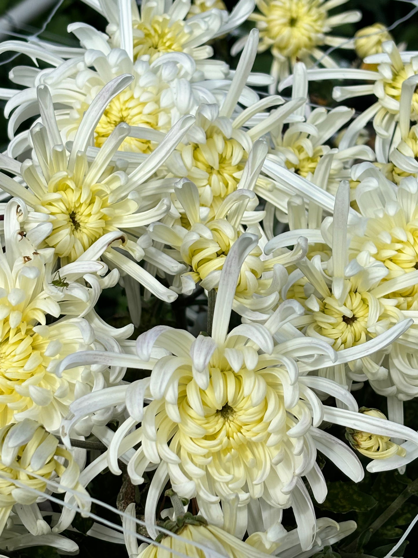Heirloom Chrysanthememum