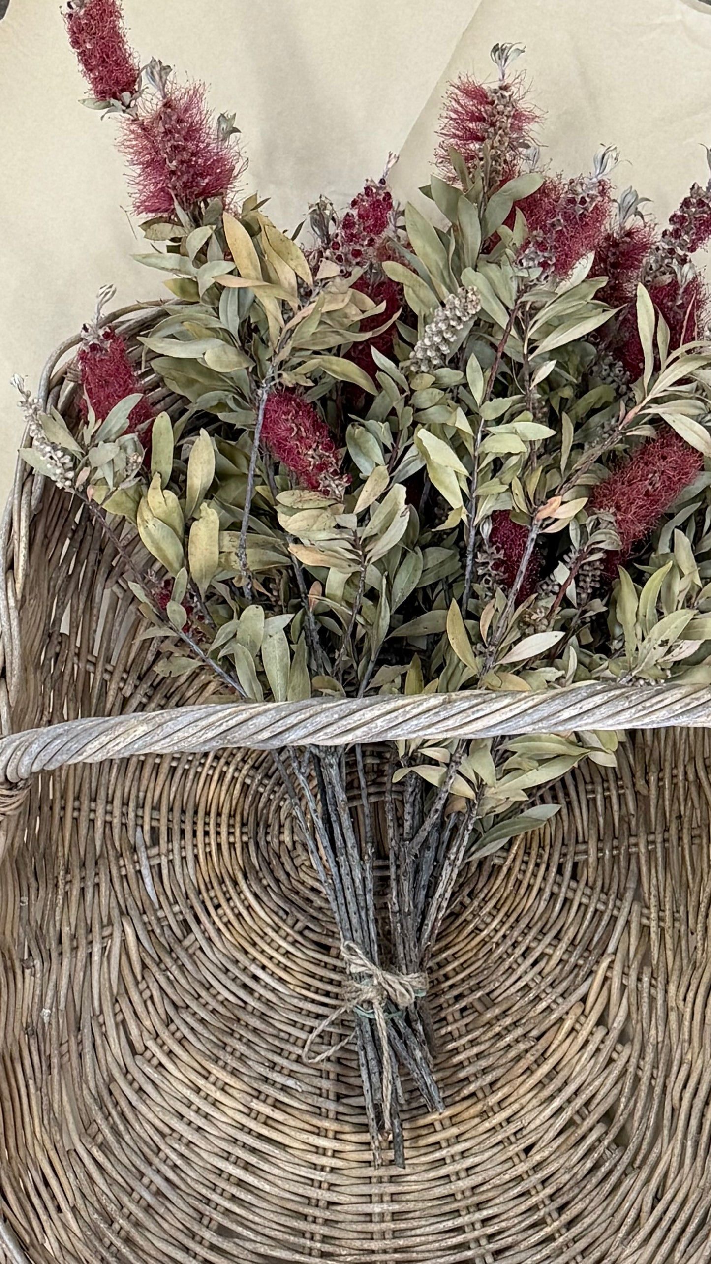 Dried Bottle Brush