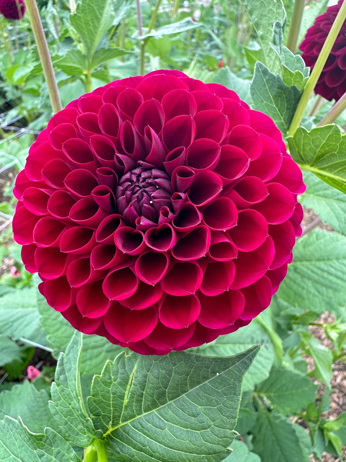 Dahlia Tubers
