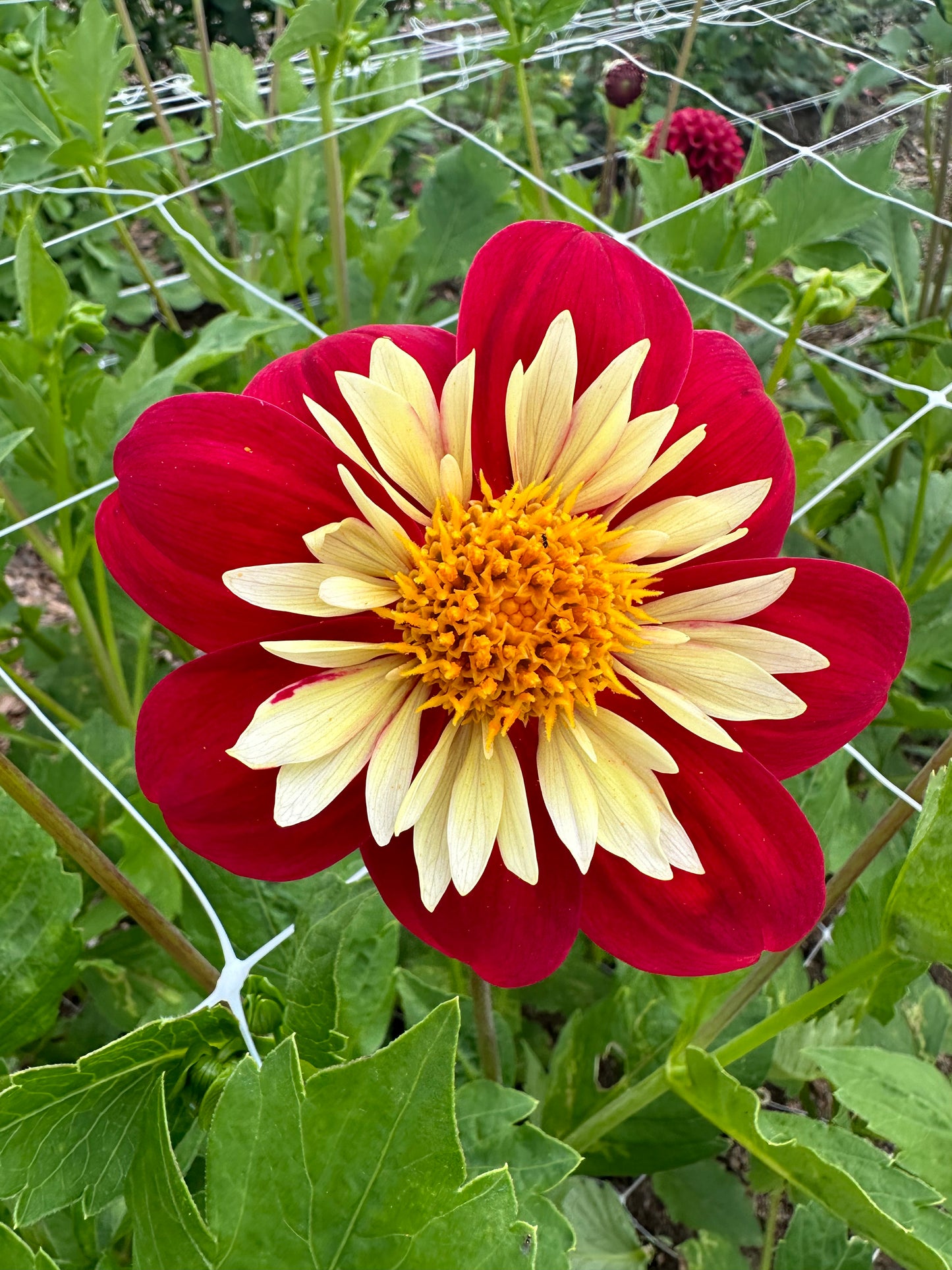 Dahlia Tubers