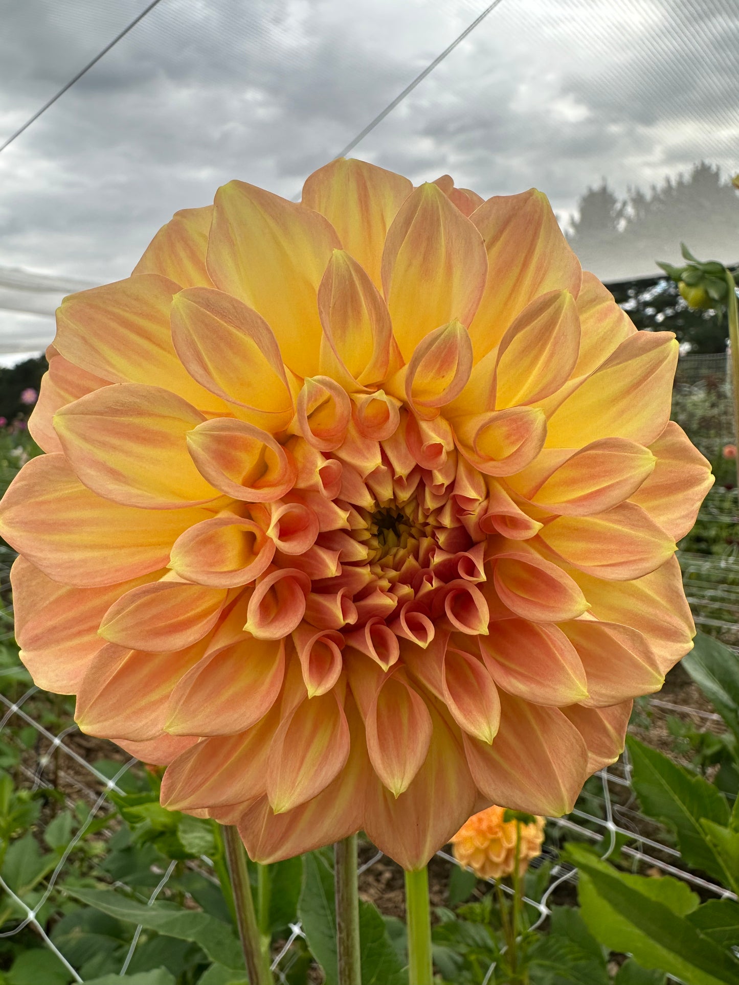 Dahlia Tubers
