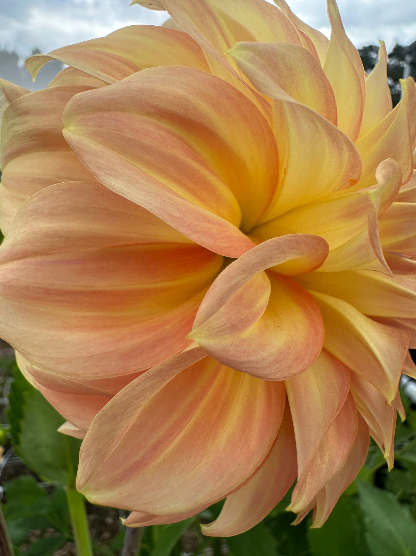 Dahlia Tubers