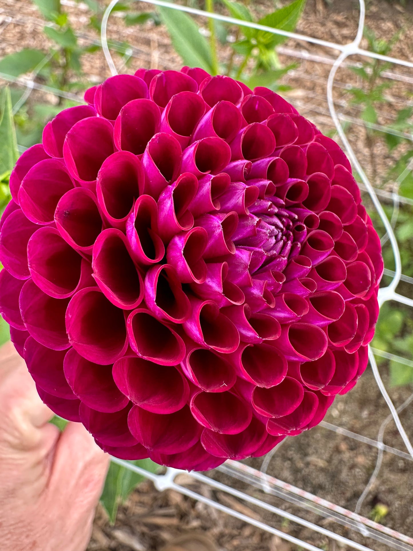 Dahlia Tubers