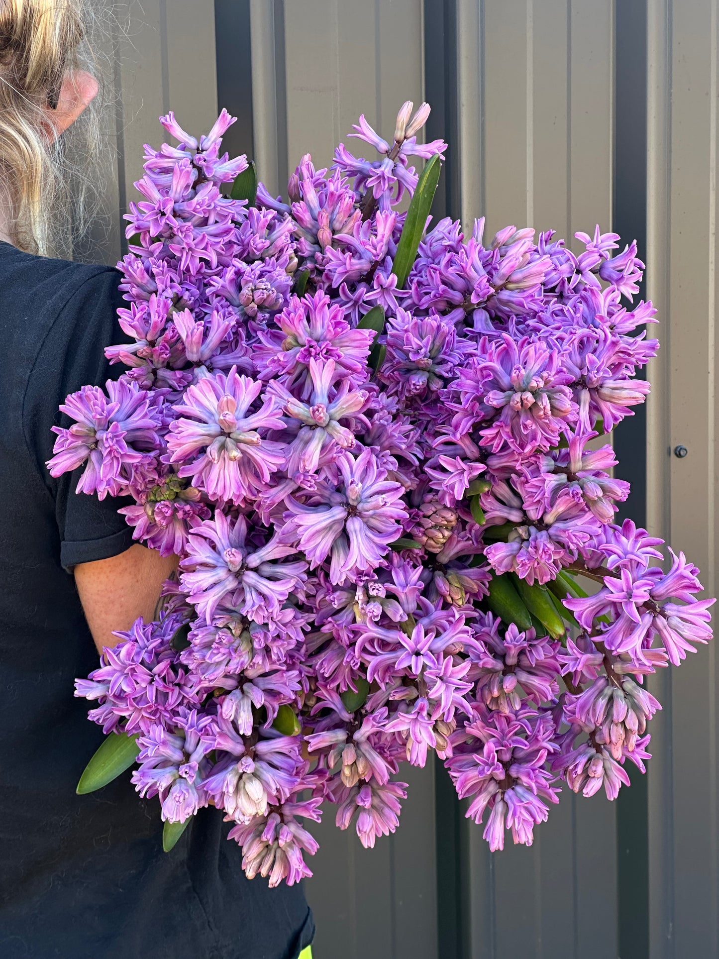 Hyacinths