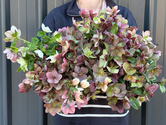Hellebores