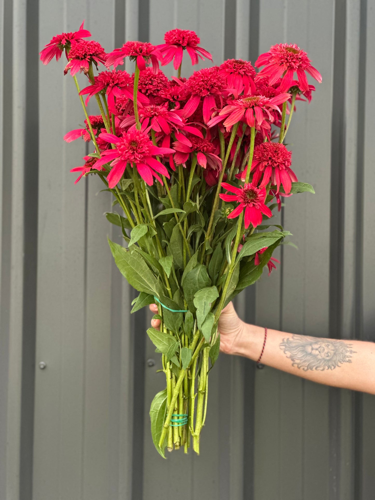 Echinacea