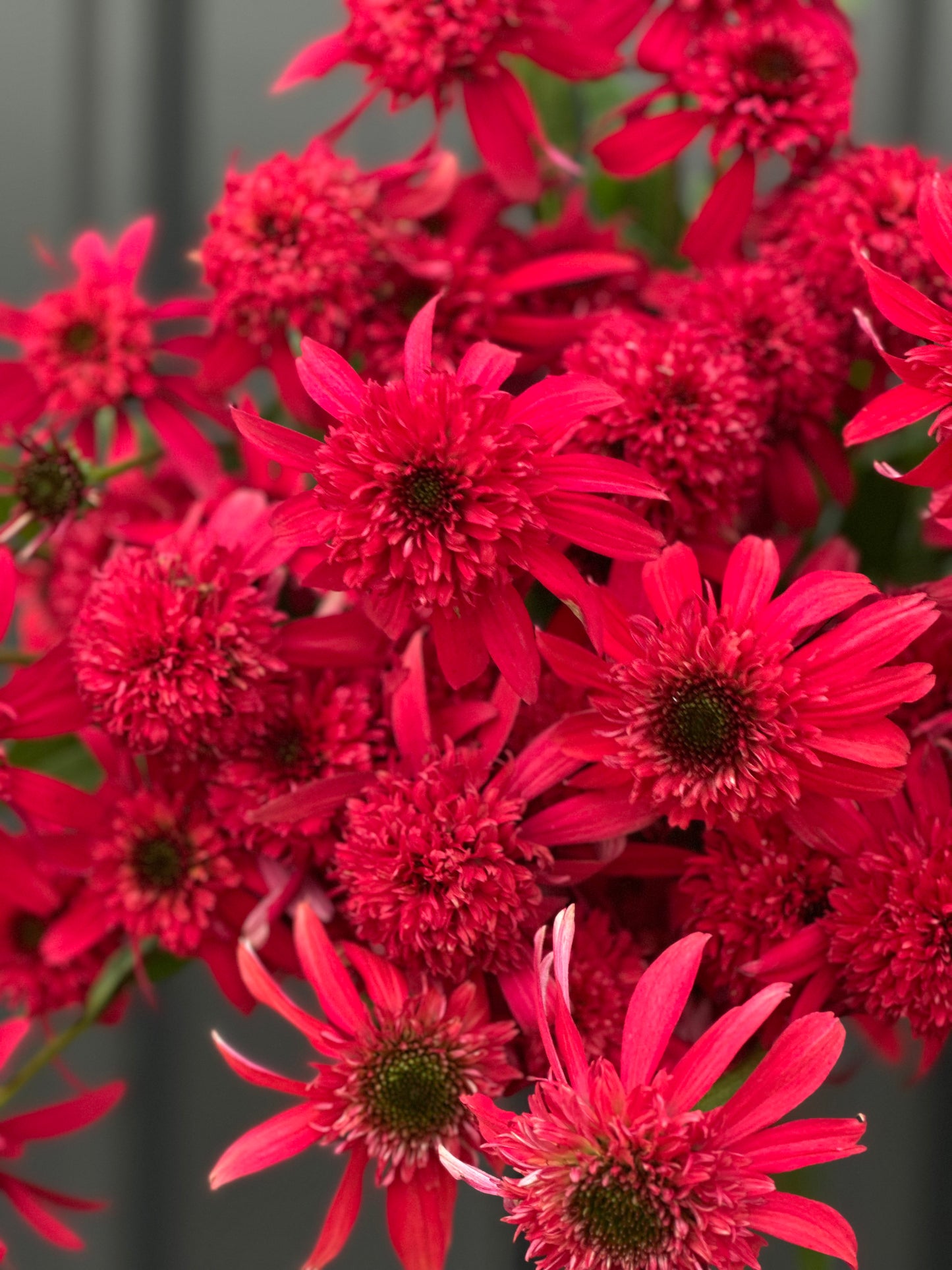 Echinacea