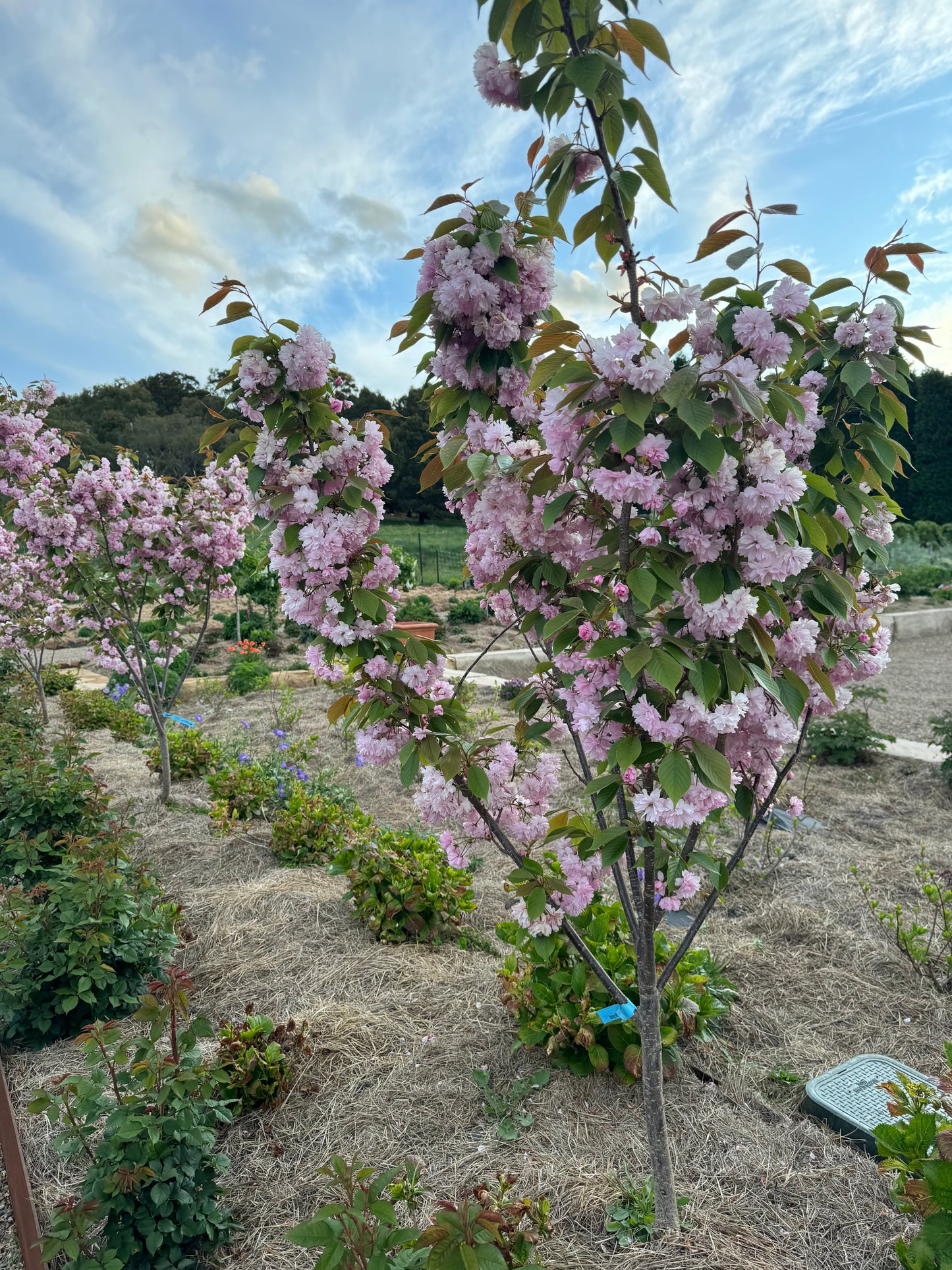 Blossoms