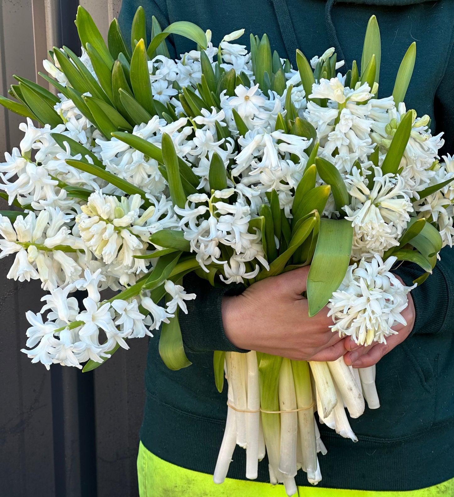 Hyacinths