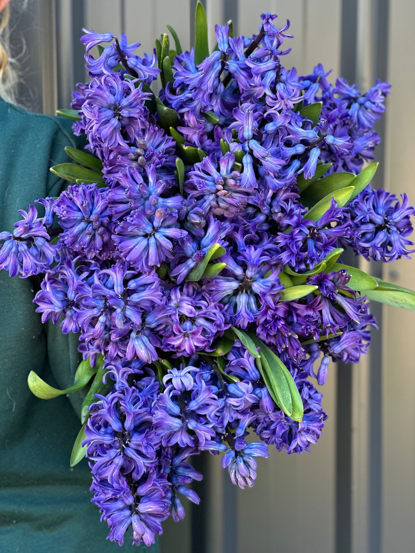 Hyacinths