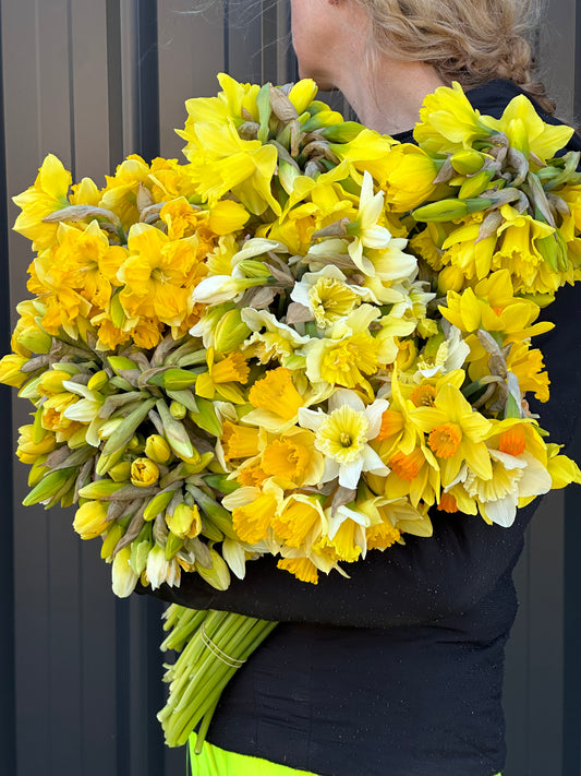 Daffodils - mixed variety