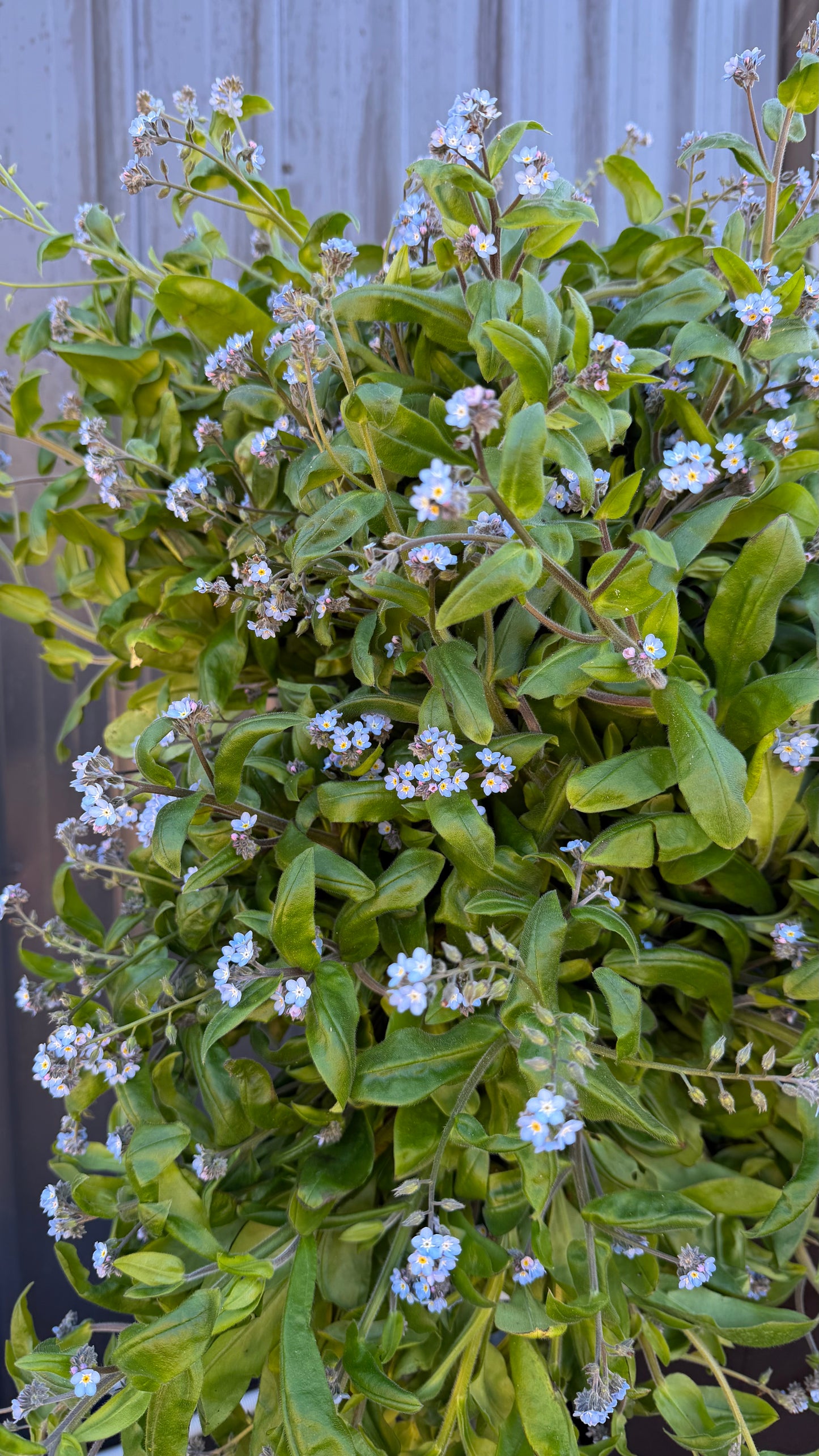 Forget Me Nots