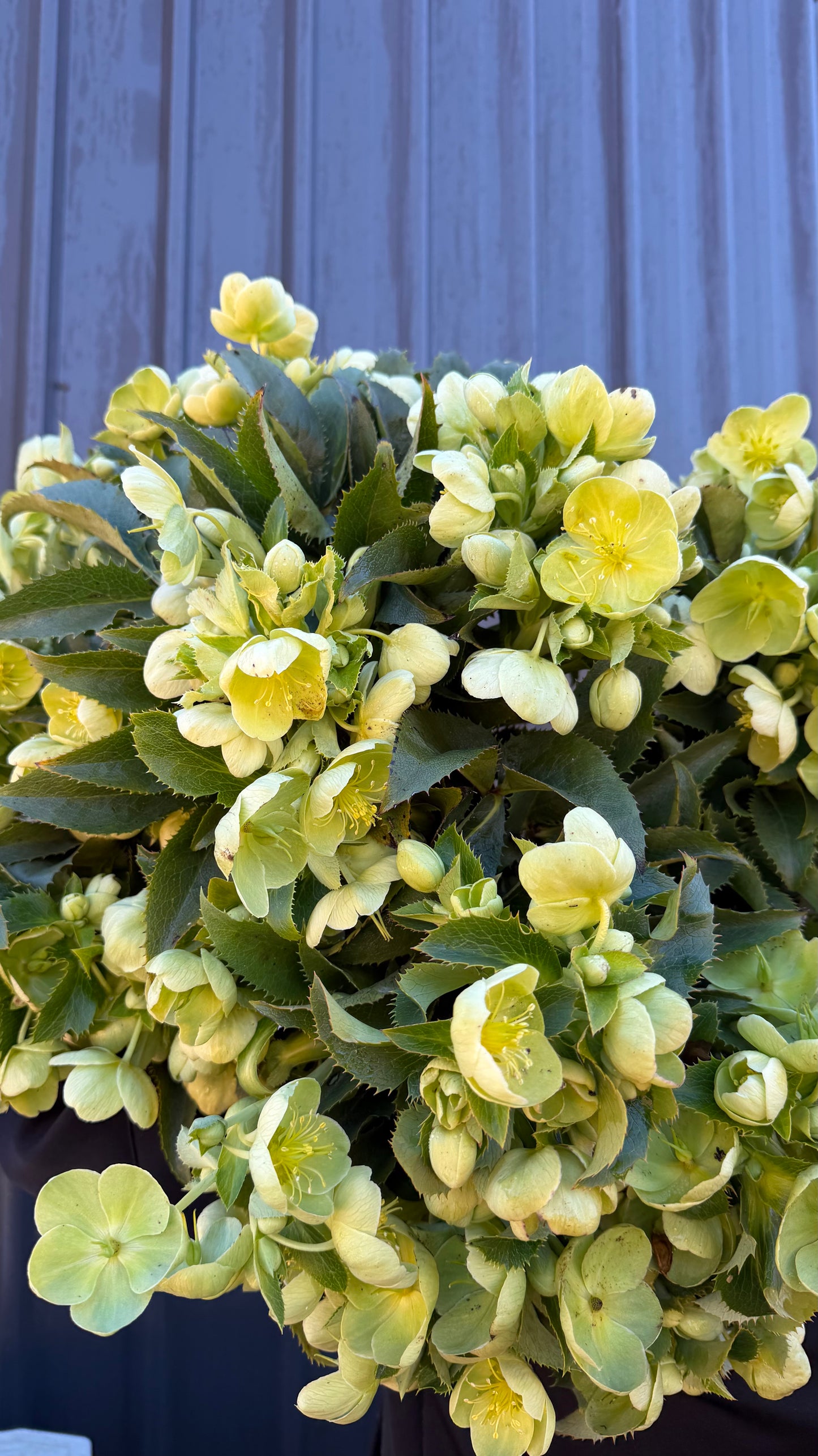 Hellebores