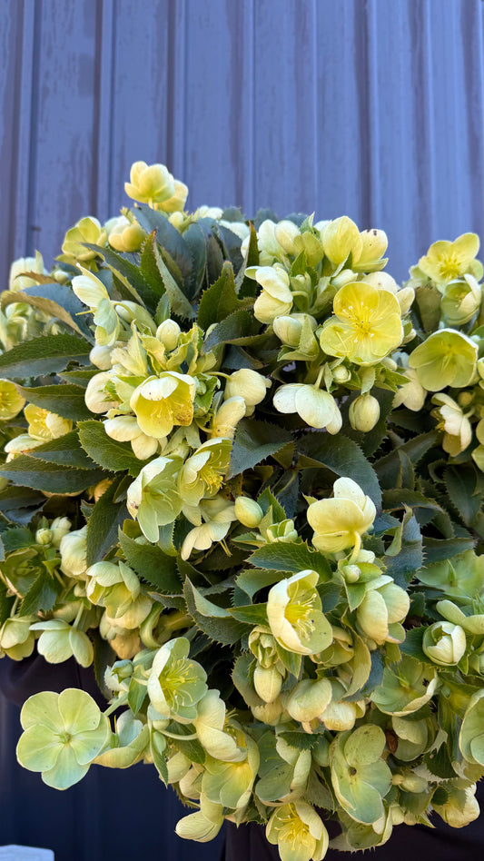 Hellebores