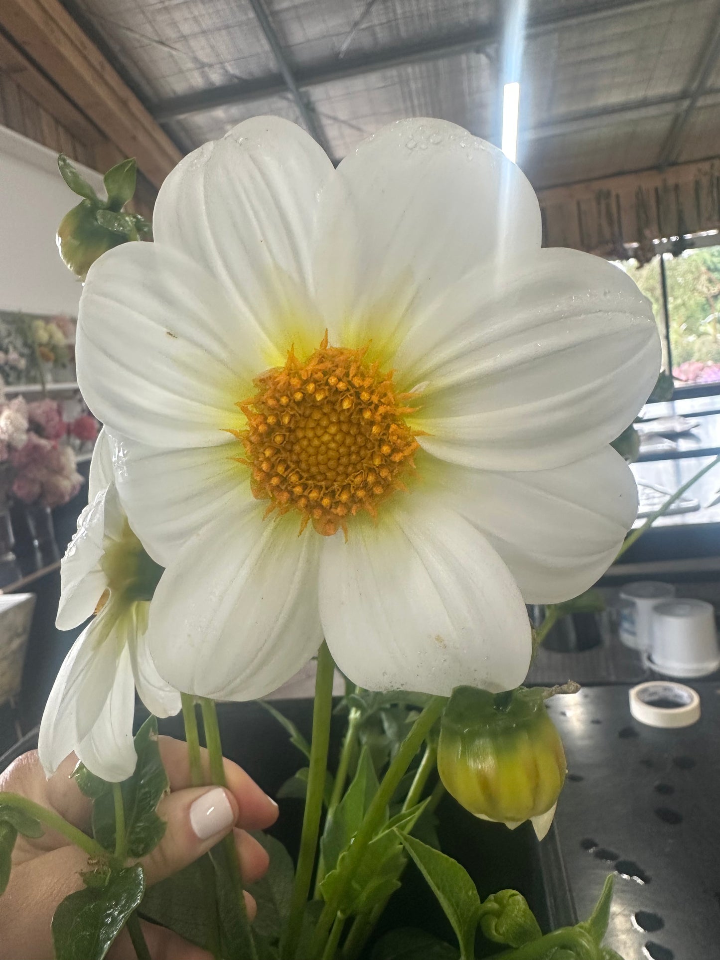 Dahlia Tubers