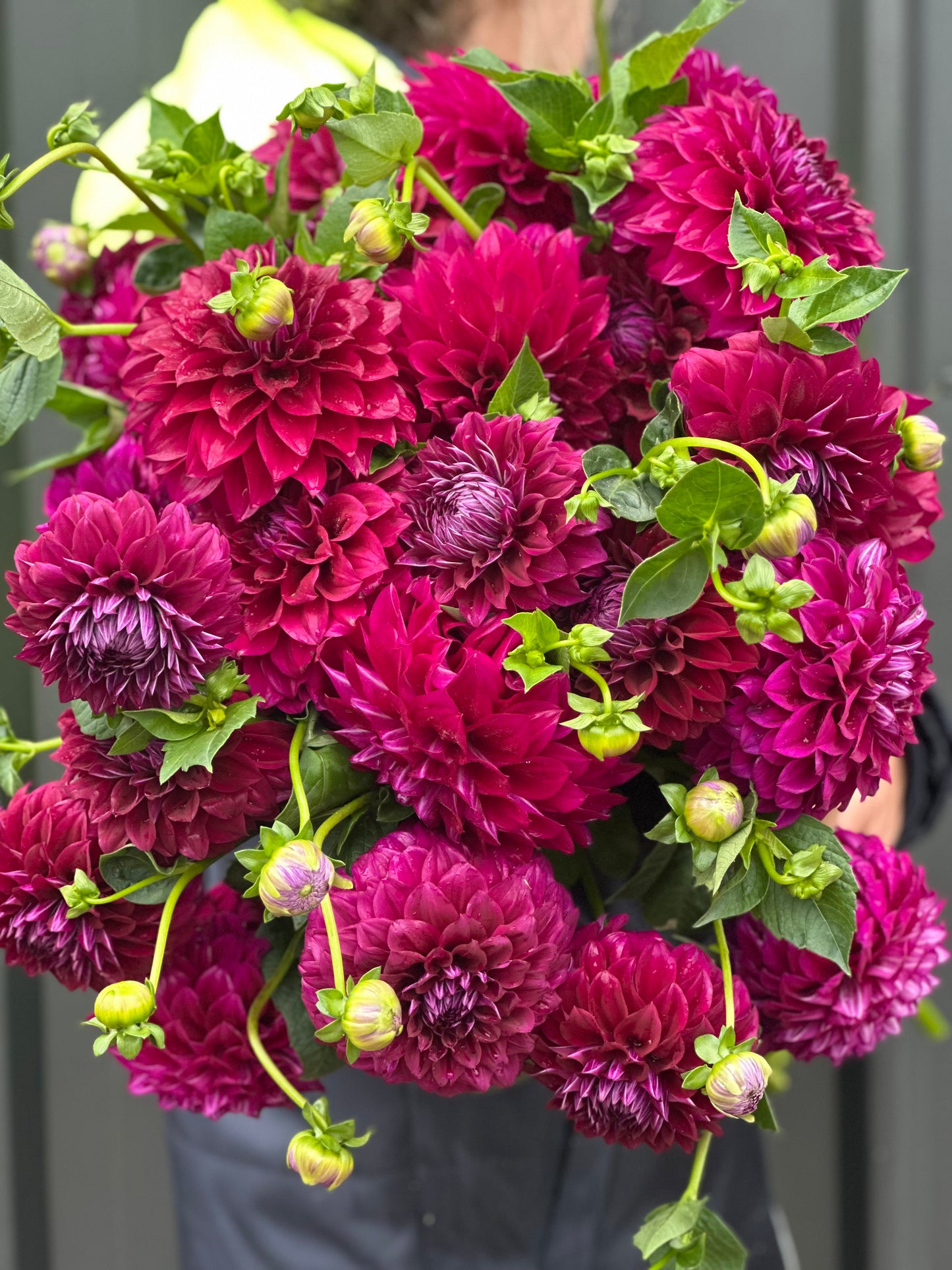 Dahlia Tubers