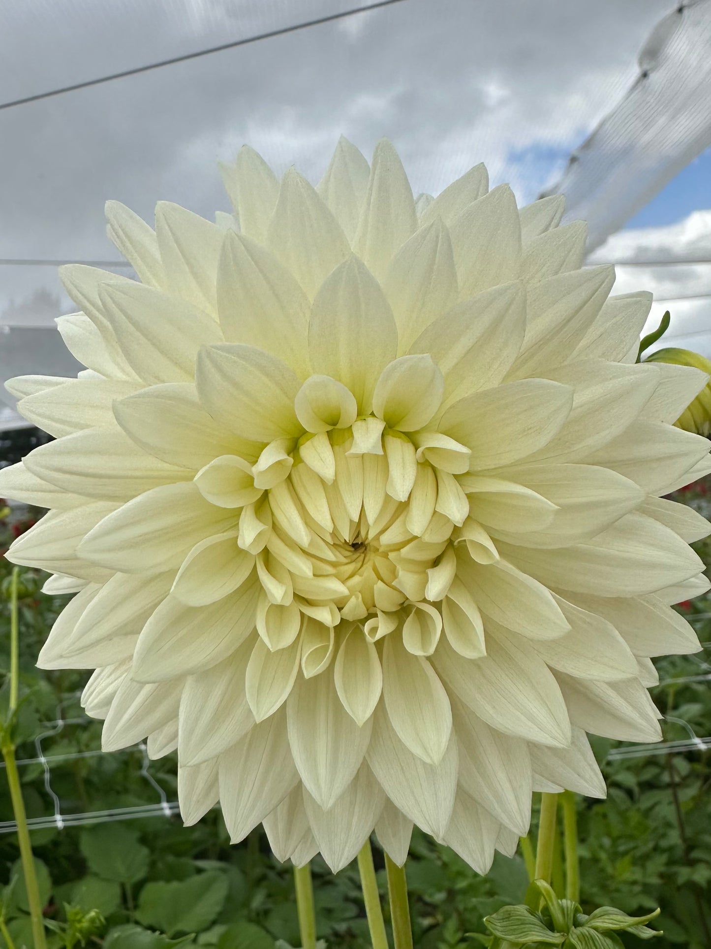 Dahlia Tubers