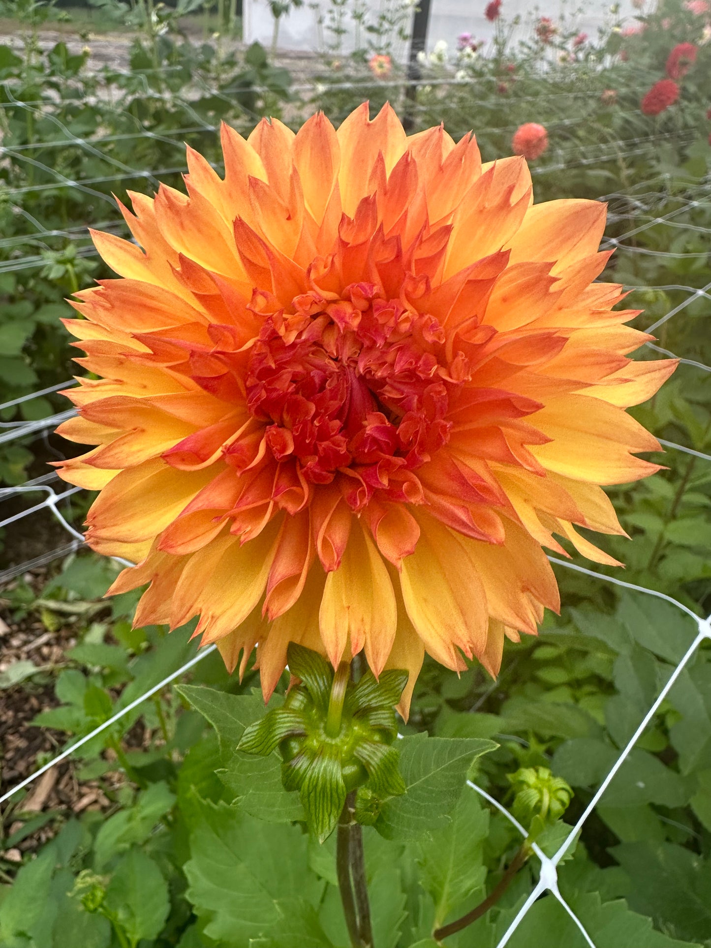 Dahlia Tubers