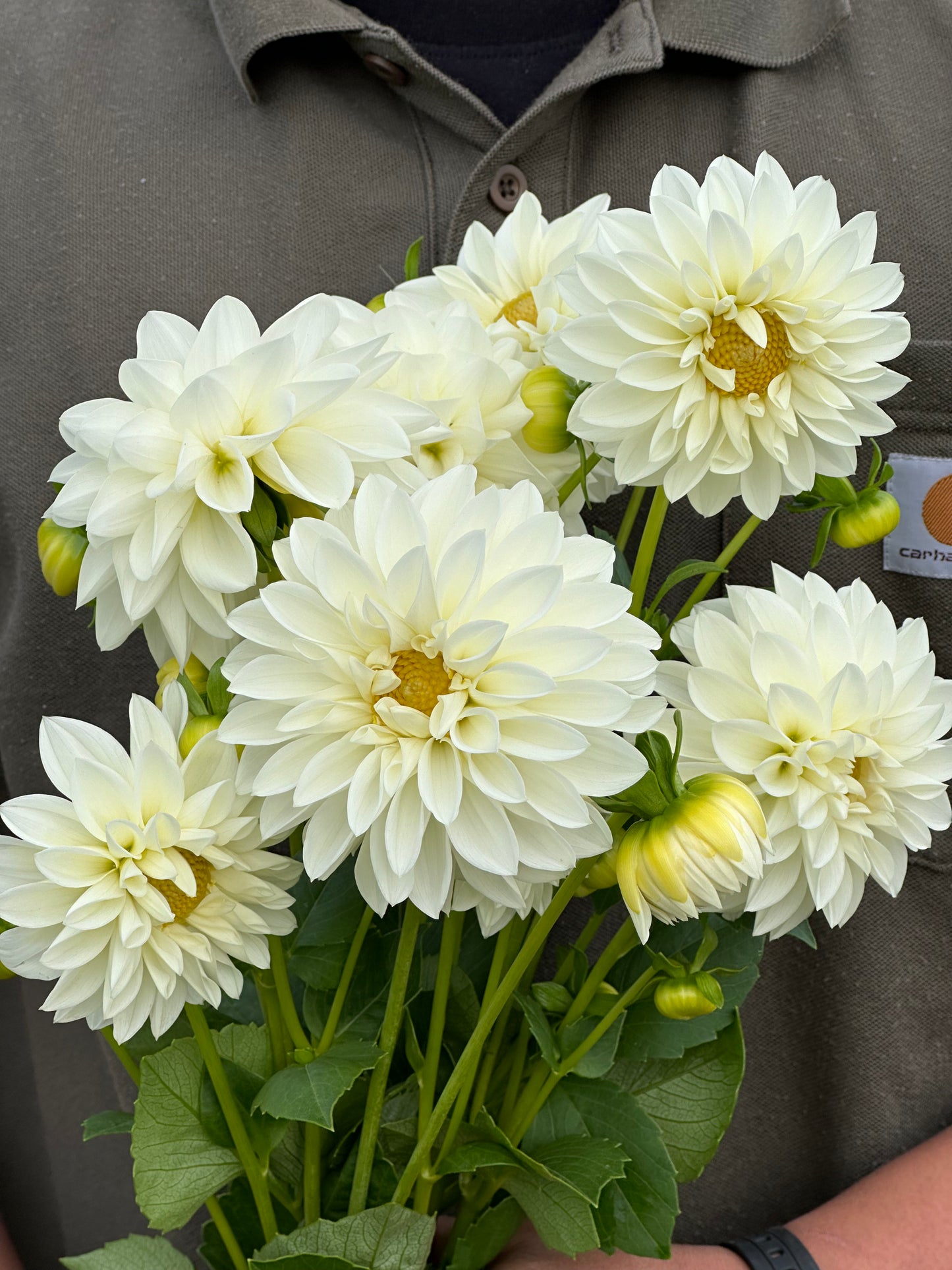 Dahlia Tubers