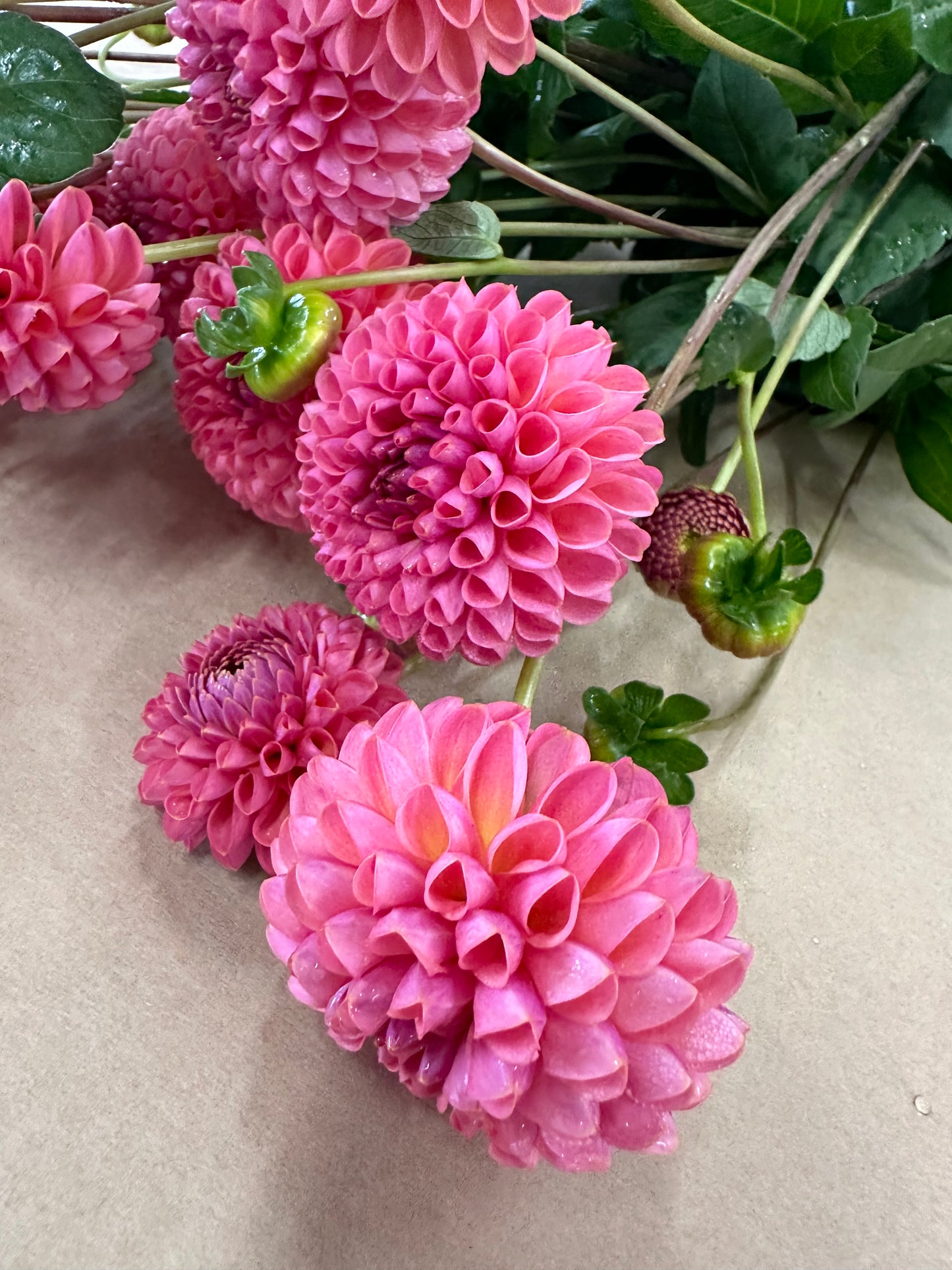 Dahlia Tubers
