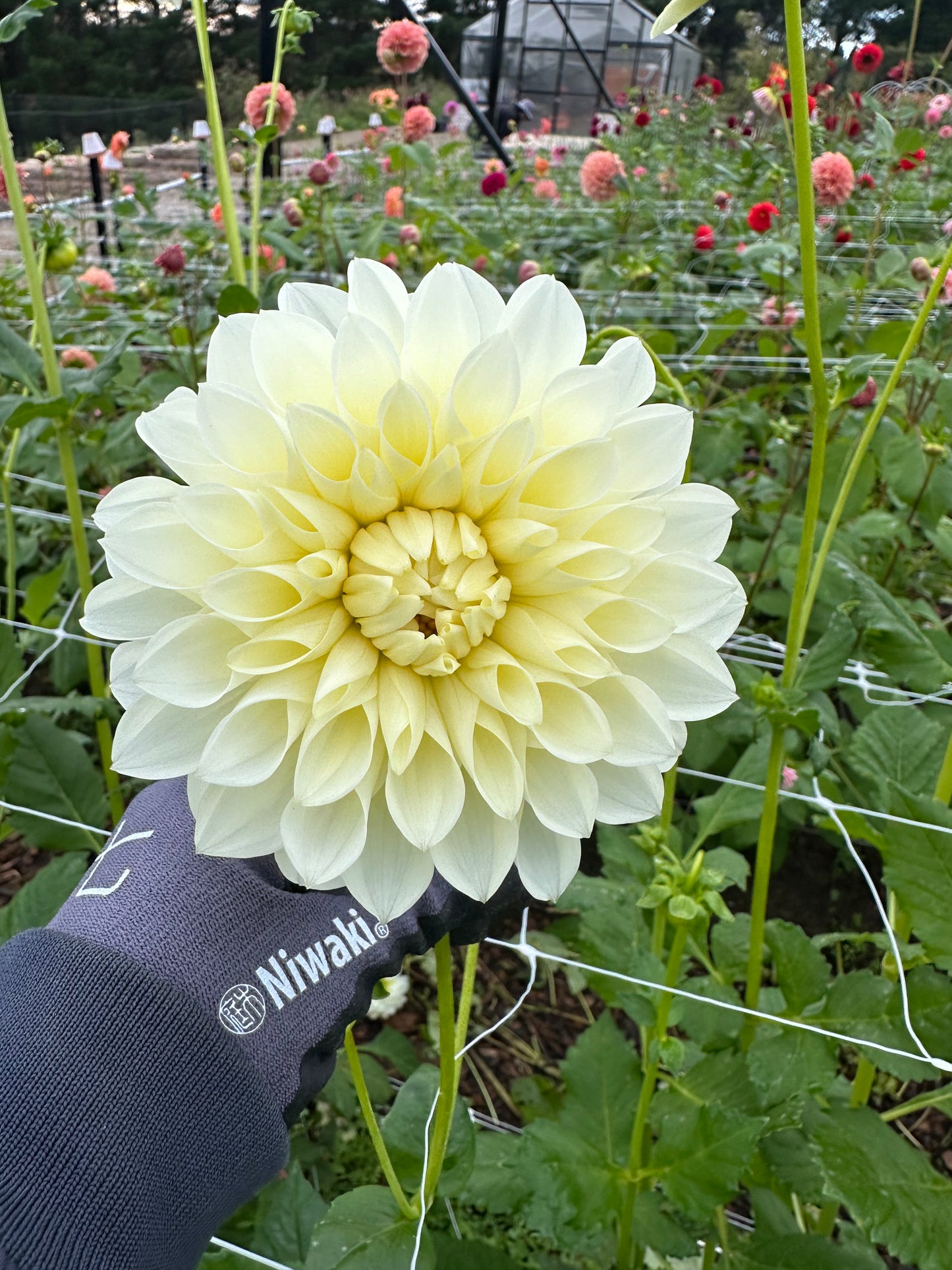 Dahlia Tubers