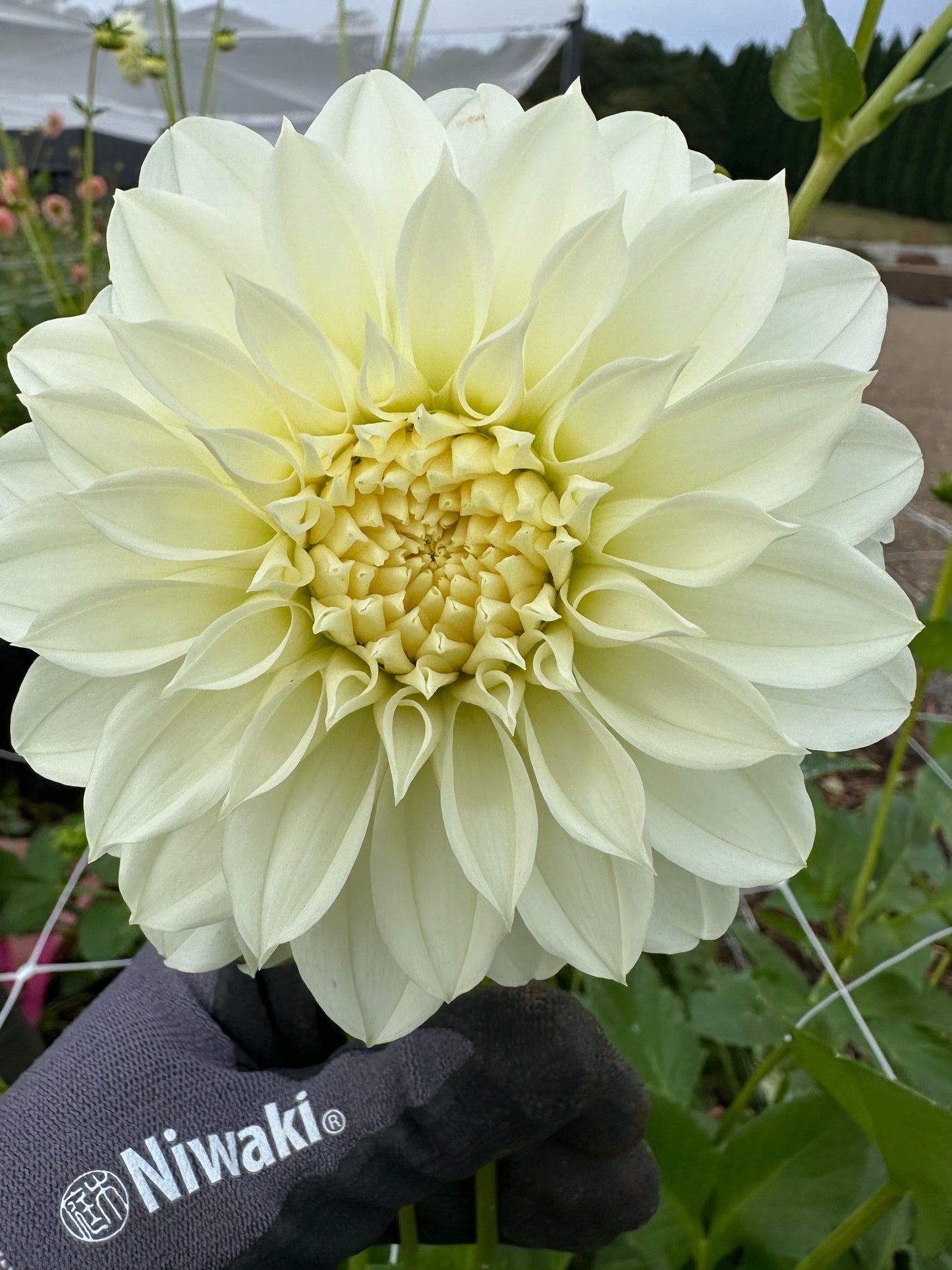 Florelie Whipped Cream Tuber