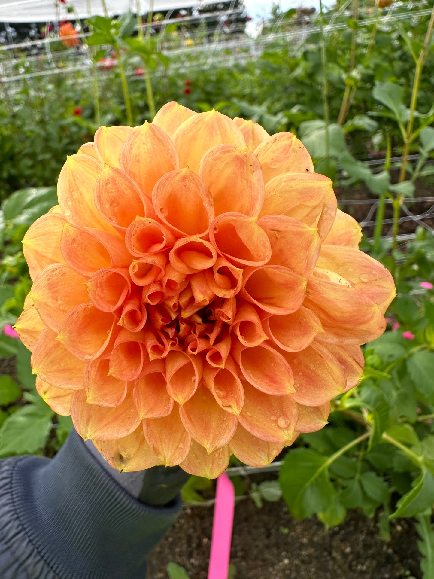 Dahlia Tubers