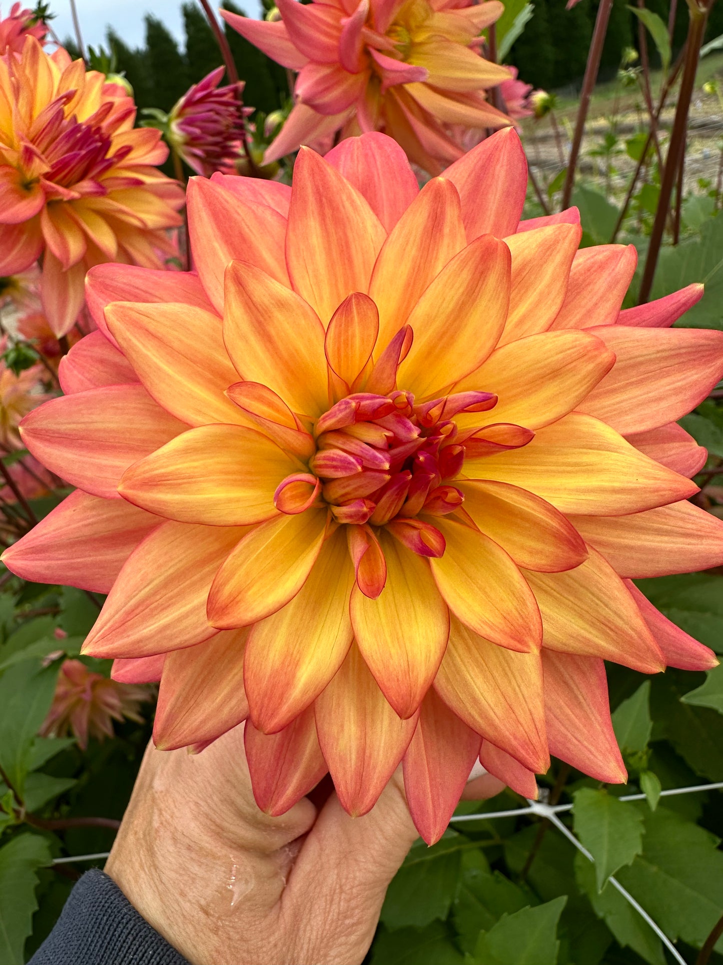 Dahlia Tubers