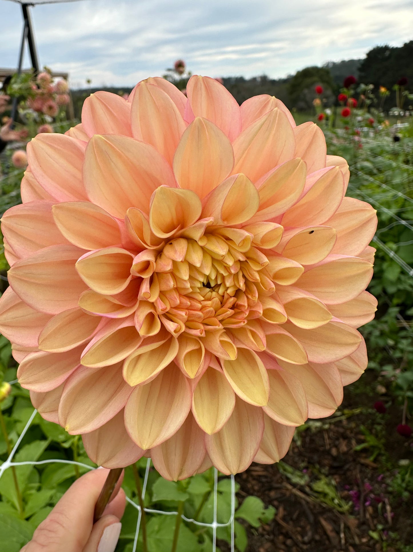 Dahlia Tubers