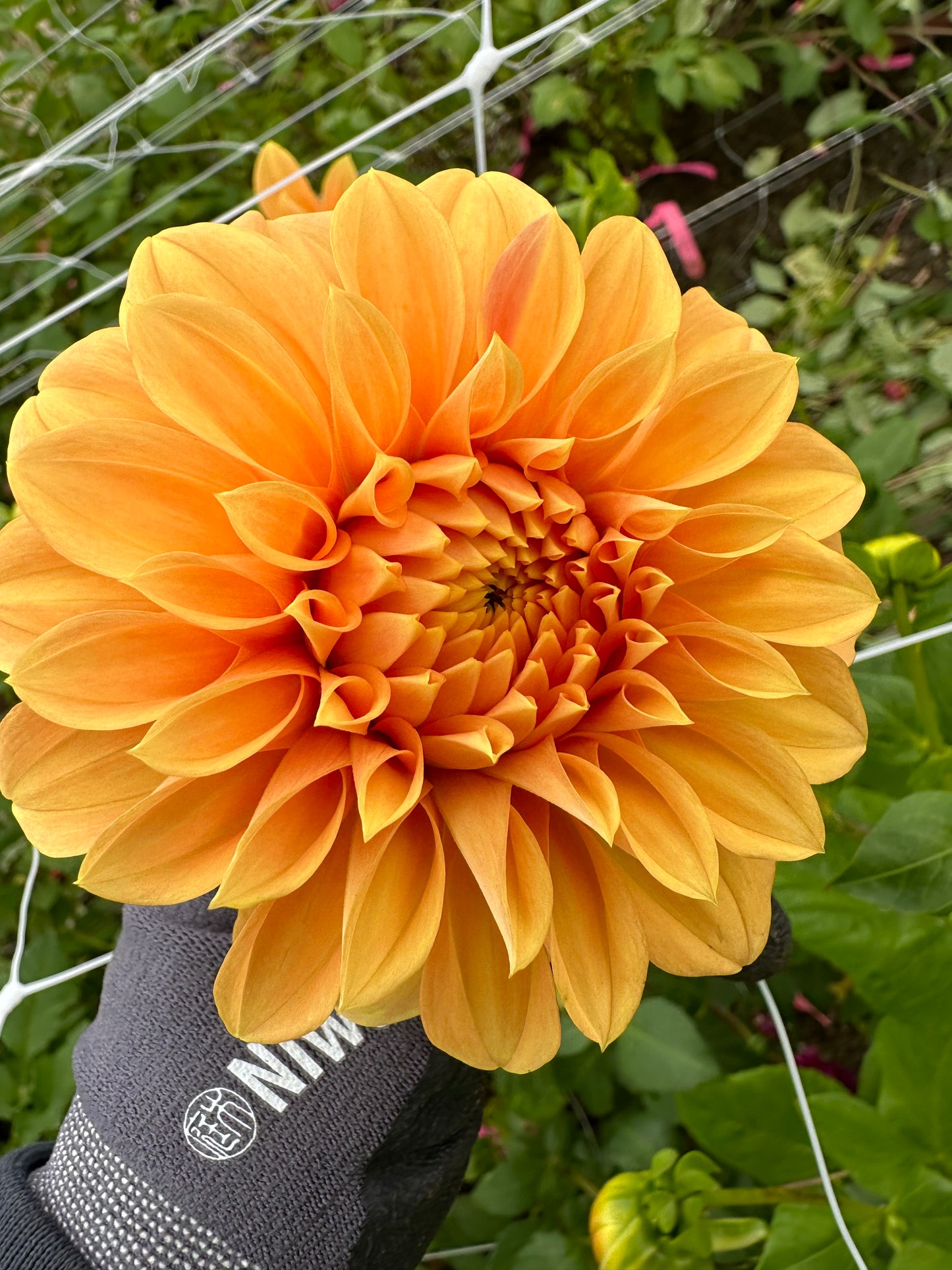 Dahlia Tubers