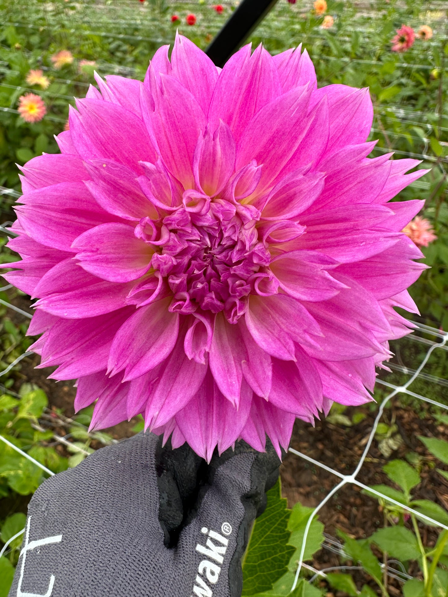 Dahlia Tubers