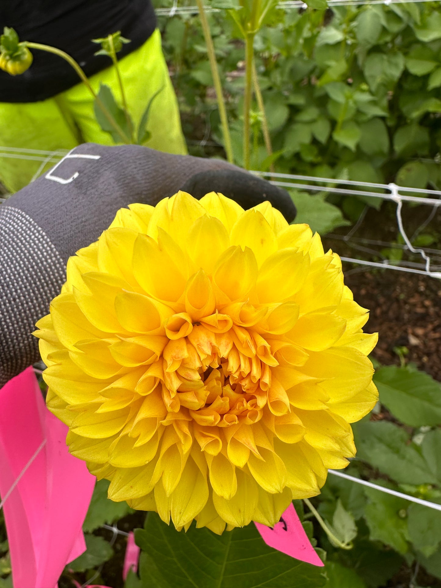 Dahlia Tubers