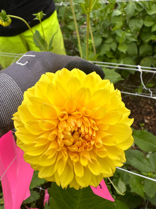 Dabro Highlands Tuber