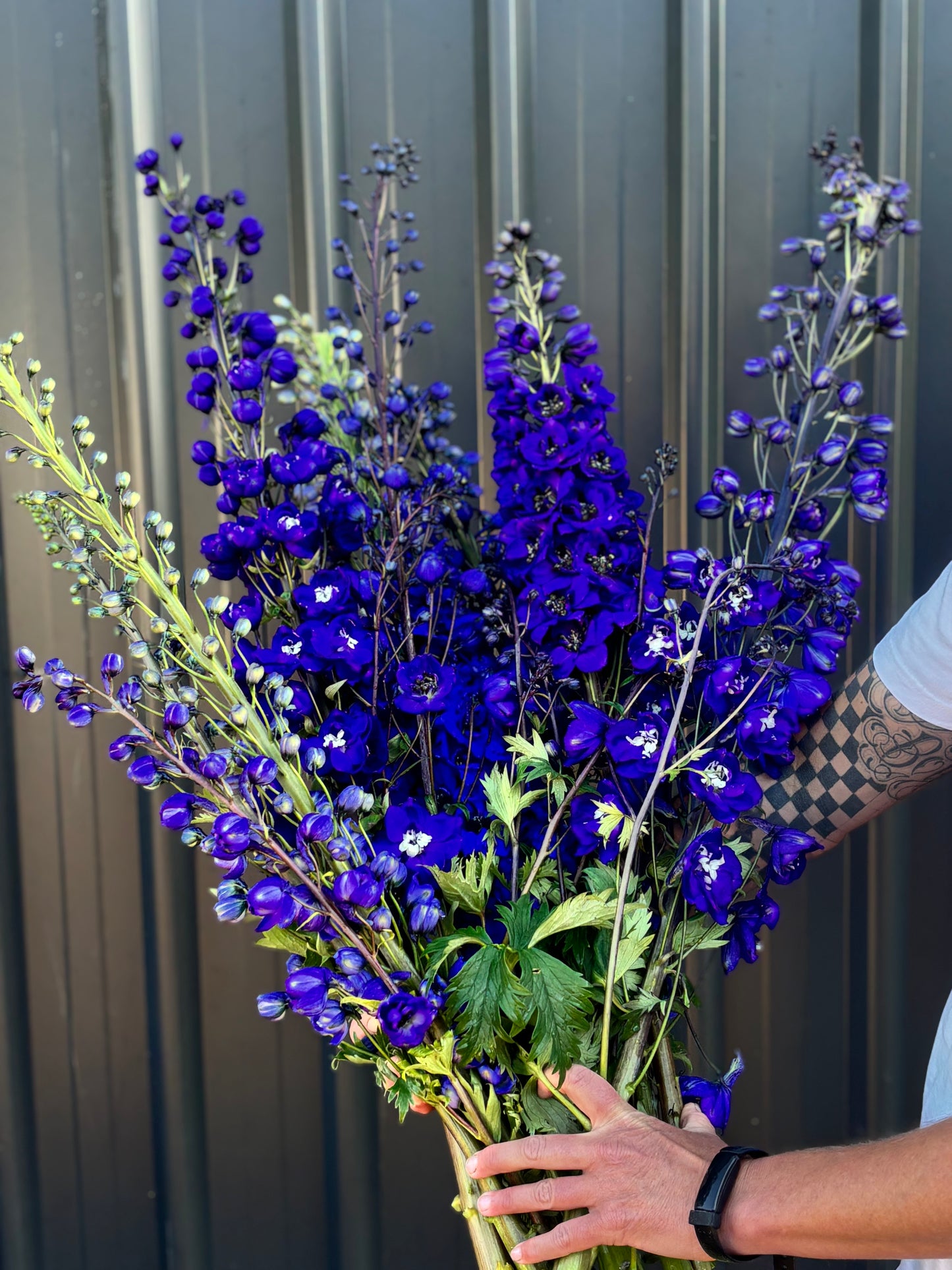 Delphinium