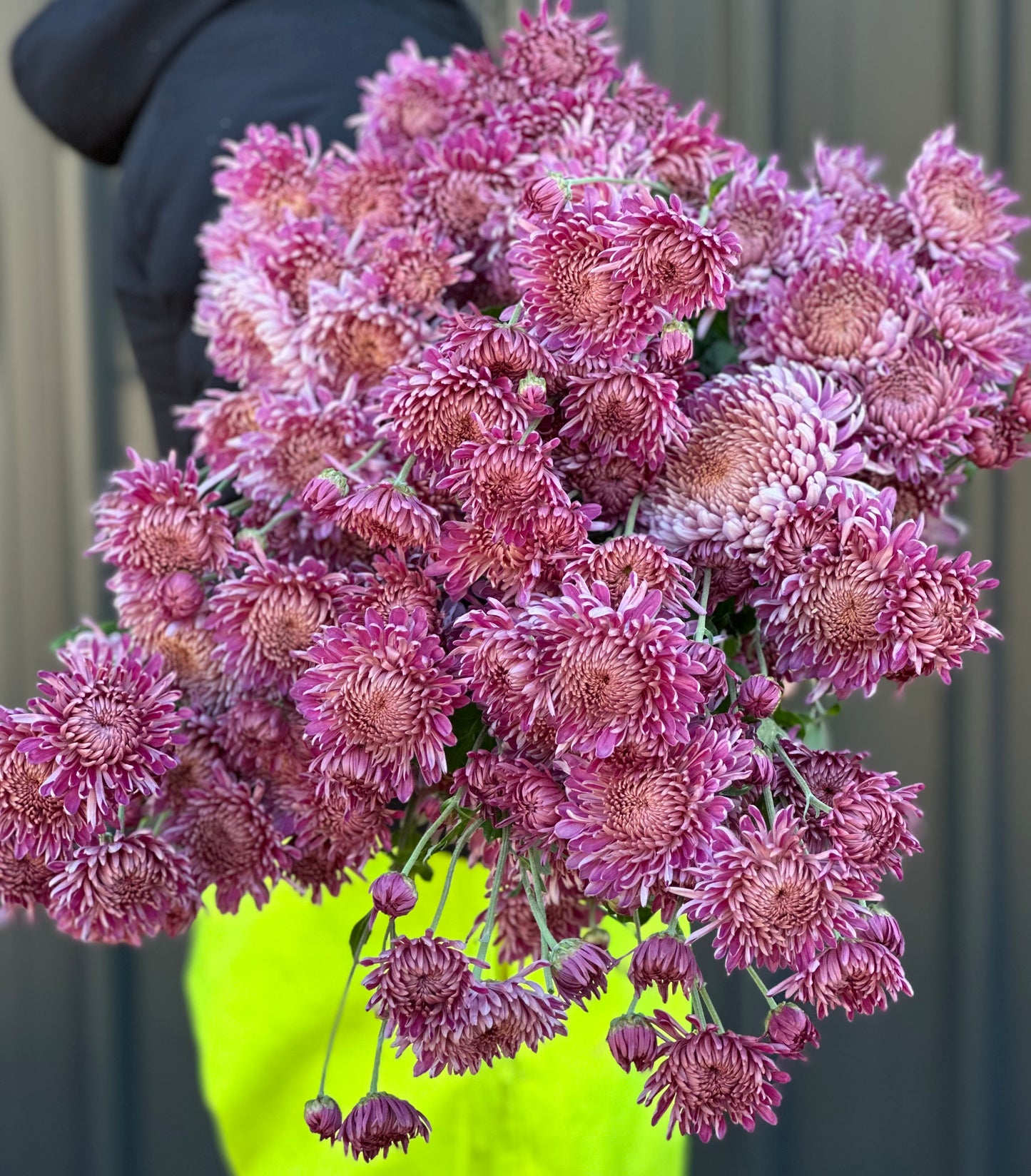 Heirloom Chrysanthememum