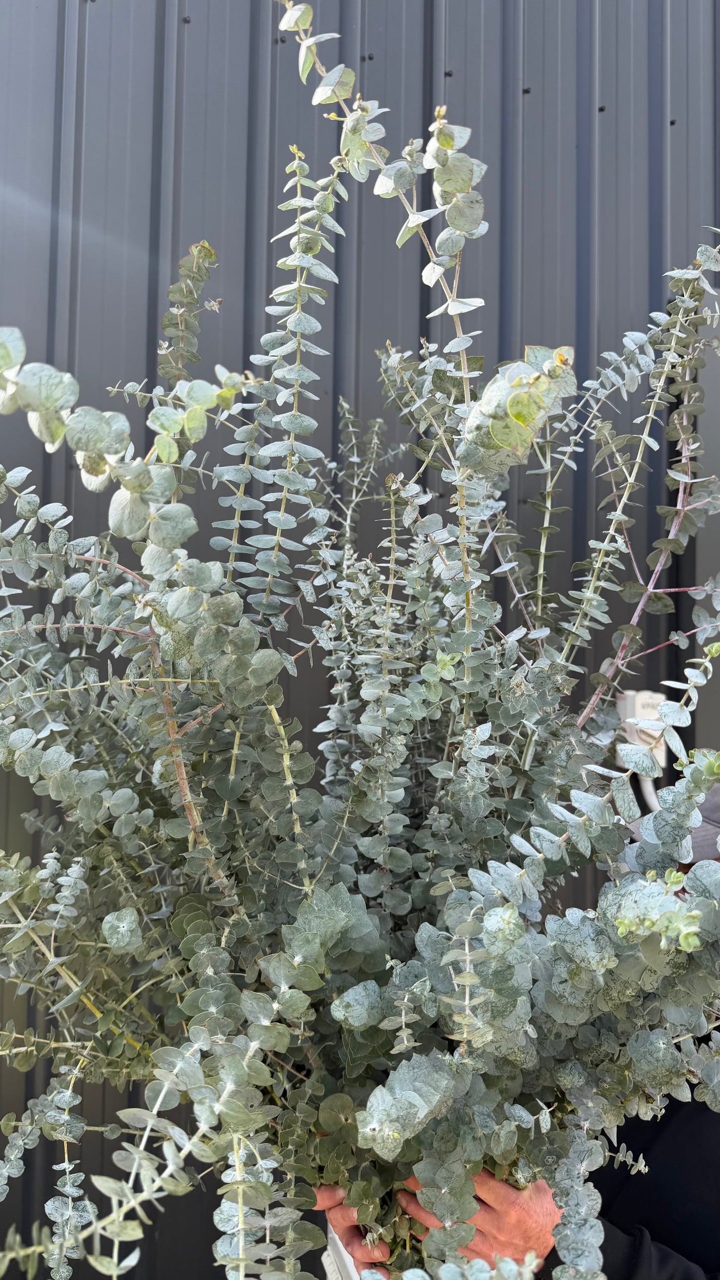 Eucalyptus