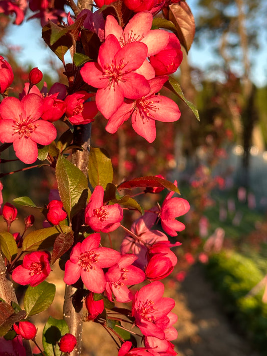 Blossoms Long Stem