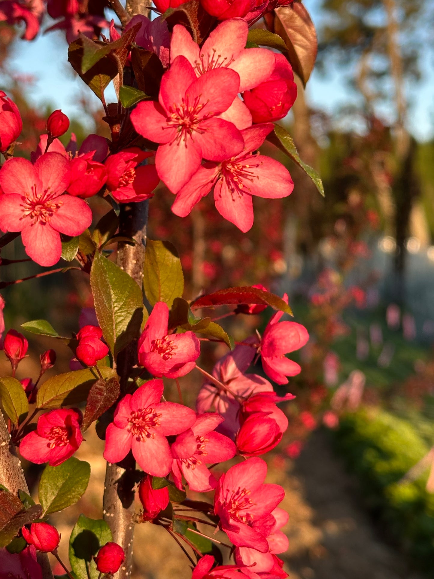 Blossoms