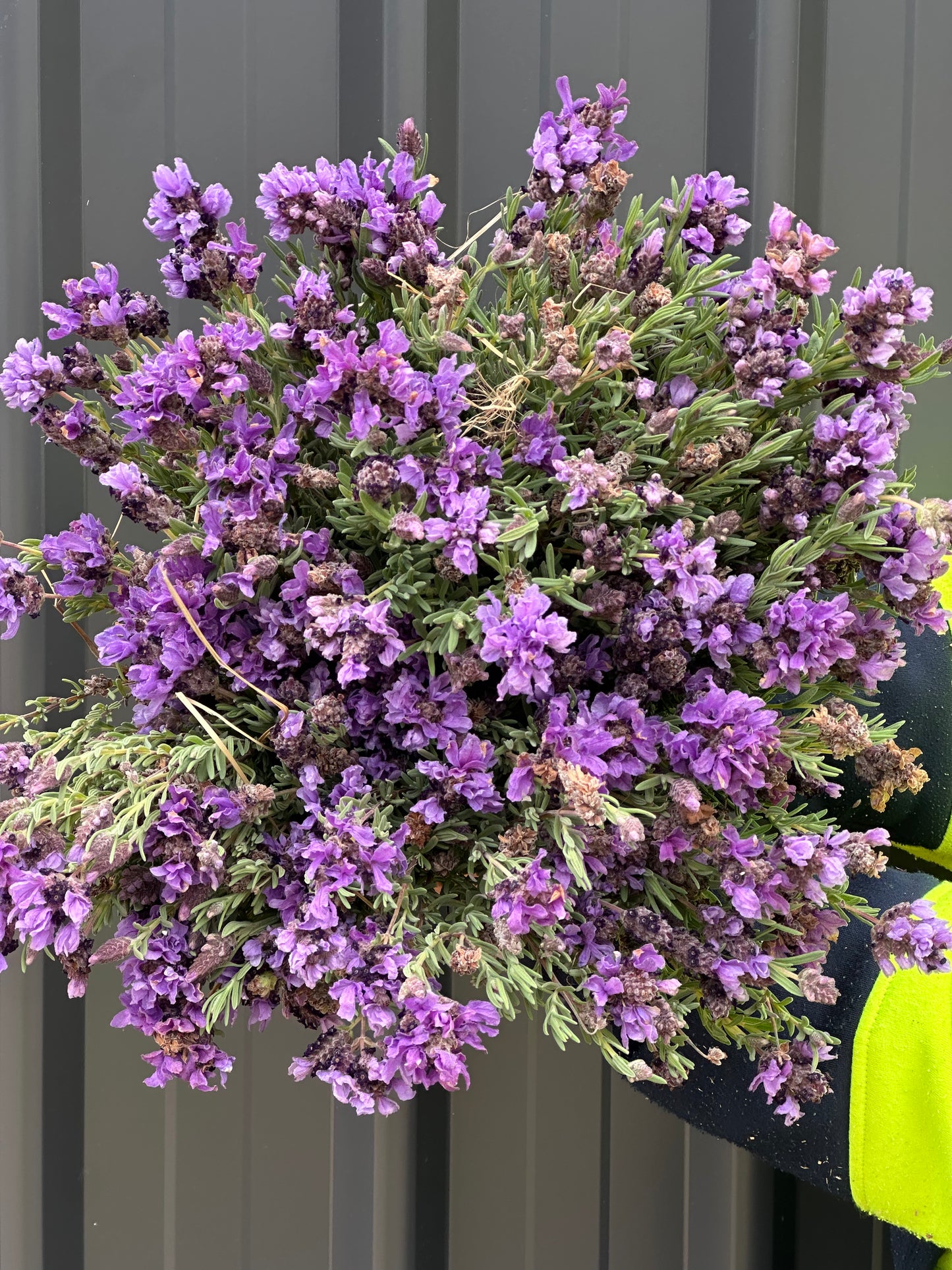 Lavender