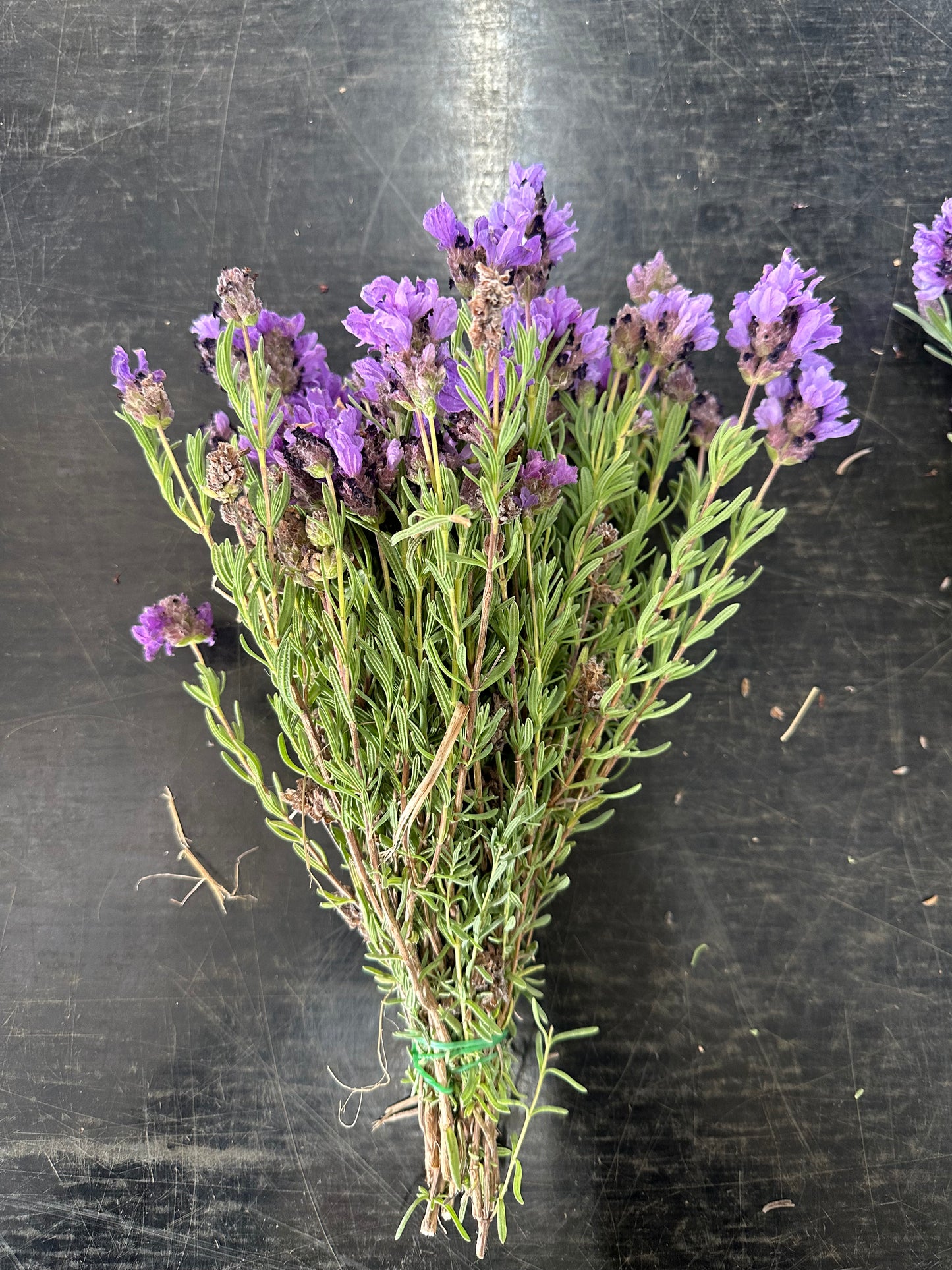 Lavender