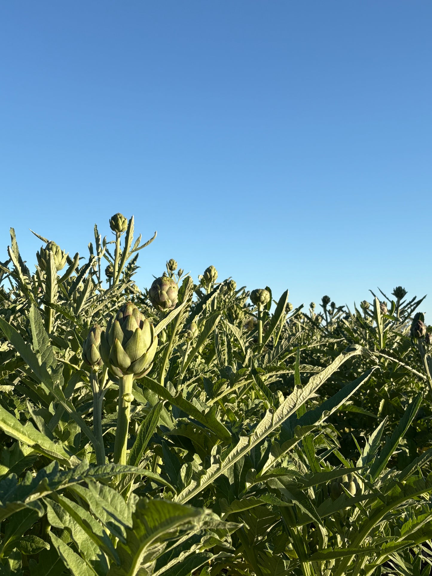 Artichokes